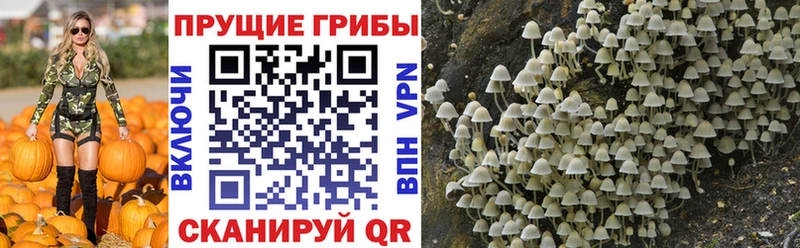 Псилоцибиновые грибы GOLDEN TEACHER  Купить закладки  Вяземский 